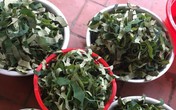Loại lá mọc tràn ao bùn Việt Nam, 400 ngàn/kg, chị em ưa dùng để giữ eo Loại lá mọc tràn ao bùn Việt Nam, 400 ngàn/kg, chị em ưa dùng để giữ eo