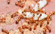 Nhà sạch bách không còn một con kiến nhờ loại quả dễ mua dễ tìm này Nhà sạch bách không còn một con kiến nhờ loại quả dễ mua dễ tìm này