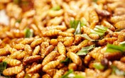 Nhộng tằm rất giàu dinh dưỡng nhưng dễ gây ngộ độc, thậm chí tử vong nếu không bảo quản tốt Nhộng tằm rất giàu dinh dưỡng nhưng dễ gây ngộ độc, thậm chí tử vong nếu không bảo quản tốt