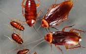 Gián bỏ đi không quay trở lại nhờ loại quả chị em hay dùng để dưỡng nhan Gián bỏ đi không quay trở lại nhờ loại quả chị em hay dùng để dưỡng nhan