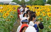 Người Hải Dương “phát sốt” với cánh đồng hoa hướng dương Người Hải Dương “phát sốt” với cánh đồng hoa hướng dương