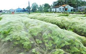 Đột nhập vùng trồng rau miền Tây tươi mướt như ở Đà Lạt cung cấp cho Bách Hóa Xanh Đột nhập vùng trồng rau miền Tây tươi mướt như ở Đà Lạt cung cấp cho Bách Hóa Xanh