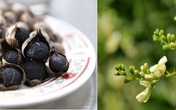 Cứu trái tim phải dùng tỏi đen, hoa hòe theo đúng cách sau Cứu trái tim phải dùng tỏi đen, hoa hòe theo đúng cách sau