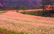 Tam giác mạch - loài hoa kỳ lạ ăn rất ngon, trời ban cứu đói cho người nghèo và là thuốc cho người giàu Tam giác mạch - loài hoa kỳ lạ ăn rất ngon, trời ban cứu đói cho người nghèo và là thuốc cho người giàu