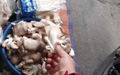 Nấm tươi bày bán la liệt ở chợ dân sinh dễ có độc tố Nấm tươi bày bán la liệt ở chợ dân sinh dễ có độc tố
