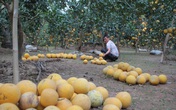 Sát Tết, dân trồng bưởi trắng đêm chống trộm Sát Tết, dân trồng bưởi trắng đêm chống trộm