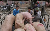 Lợn hơi hạ giá, tiểu thương lại... khóc! Lợn hơi hạ giá, tiểu thương lại... khóc!