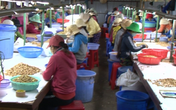 Ninh Thuận: Những hướng đi đúng đắn trong công tác giải quyết việc làm cho người lao động Ninh Thuận: Những hướng đi đúng đắn trong công tác giải quyết việc làm cho người lao động