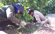 Lênh đênh phận người vượt hàng trăm cây số hái cà phê thuê kiếm Tết Lênh đênh phận người vượt hàng trăm cây số hái cà phê thuê kiếm Tết