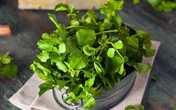 Không ngờ cải xoong chống được ung thư, còn chữa đủ bệnh cực hiệu quả Không ngờ cải xoong chống được ung thư, còn chữa đủ bệnh cực hiệu quả
