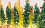 Thông tươi chơi Noel, 30 triệu/cây trưng mấy hôm rồi làm củi Thông tươi chơi Noel, 30 triệu/cây trưng mấy hôm rồi làm củi