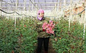 Trồng 5.000m2 hoa hồng, mỗi tháng bỏ túi 50 triệu đồng ngon ơ Trồng 5.000m2 hoa hồng, mỗi tháng bỏ túi 50 triệu đồng ngon ơ
