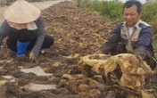 Chỉ cần ra ao đầm vớt "lộc trời" về bán, thu 4- 5 triệu đồng/ngày Chỉ cần ra ao đầm vớt "lộc trời" về bán, thu 4- 5 triệu đồng/ngày