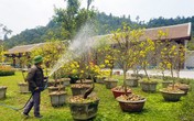 Lễ hội hoa Anh đào - Mai vàng Yên tử 2019 đến hẹn lại về Lễ hội hoa Anh đào - Mai vàng Yên tử 2019 đến hẹn lại về
