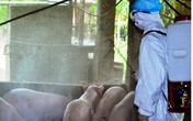 Nghệ An: Đã xuất hiện một ổ dịch tả lợn Châu Phi Nghệ An: Đã xuất hiện một ổ dịch tả lợn Châu Phi