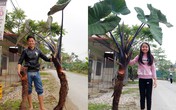 Cận cảnh khóm khoai môn “siêu khủng” nặng gần 1 tạ sau hơn 2 năm trồng Cận cảnh khóm khoai môn “siêu khủng” nặng gần 1 tạ sau hơn 2 năm trồng