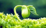 Lợi ích toàn diện cho phụ nữ khi bổ sung đầy đủ Isoflavone Lợi ích toàn diện cho phụ nữ khi bổ sung đầy đủ Isoflavone