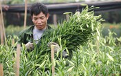 Vựa hoa loa kèn "bung sắc" giữa Thủ đô, nông dân thu bộn tiền Vựa hoa loa kèn "bung sắc" giữa Thủ đô, nông dân thu bộn tiền