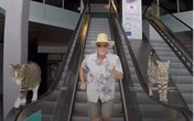 2 chú mèo được đào tạo tốt nhất thế giới, ngôi sao của "làng instagram" 2 chú mèo được đào tạo tốt nhất thế giới, ngôi sao của "làng instagram"