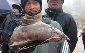 Bộ tứ đặc sản cá cực hiếm ở miền núi, có tiền cũng khó mua