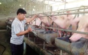 Nhiều biện pháp ngăn chặn dịch tả lợn châu Phi Nhiều biện pháp ngăn chặn dịch tả lợn châu Phi