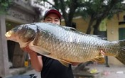 Bắt được con cá chép 20kg, sang tay ngay chục triệu đồng Bắt được con cá chép 20kg, sang tay ngay chục triệu đồng