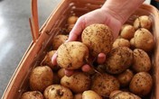 Vùi 5 củ khoai tây vào ổ rơm, 34 ngày sau thu vài yến, ăn không hết phải đem bán Vùi 5 củ khoai tây vào ổ rơm, 34 ngày sau thu vài yến, ăn không hết phải đem bán