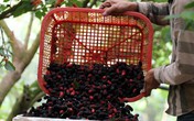 Mê đắm cảnh dâu tằm chín đỏ ruộng, người nông dân thu tiền triệu mỗi ngày Mê đắm cảnh dâu tằm chín đỏ ruộng, người nông dân thu tiền triệu mỗi ngày
