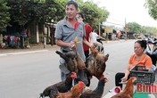 Gà ta rớt giá thảm, dân xách mớ 3 mớ 7 ra phố bán rẻ