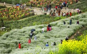 Ngay Fansipan thôi, đủ thấy châu Âu tím biếc nên thơ Ngay Fansipan thôi, đủ thấy châu Âu tím biếc nên thơ