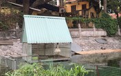 Hà Nội: Đàn thiên nga đẻ gần 20 quả trứng ở hồ Thiền Quang Hà Nội: Đàn thiên nga đẻ gần 20 quả trứng ở hồ Thiền Quang
