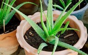 Vặt lá nha đam vùi xuống đất, 1 tuần sau cây lớn vổng, xum xuê dùng không xuể Vặt lá nha đam vùi xuống đất, 1 tuần sau cây lớn vổng, xum xuê dùng không xuể