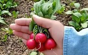 Cô gái bỏ thành phố về quê trồng củ cải "tí hon", bán gần 550.000/kg Cô gái bỏ thành phố về quê trồng củ cải "tí hon", bán gần 550.000/kg