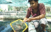Kỹ sư bỏ lương trăm đô về nuôi loài tép bé tí mà bán cả ngàn đô Kỹ sư bỏ lương trăm đô về nuôi loài tép bé tí mà bán cả ngàn đô