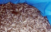 Nắng nóng kỷ lục, cá hồi Sa Pa lăn ra chết, mất hàng tỷ đồng Nắng nóng kỷ lục, cá hồi Sa Pa lăn ra chết, mất hàng tỷ đồng