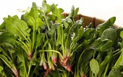 Rau chân vịt là "thần dược" cho sức khỏe nhưng những người này tuyệt đối không nên ăn Rau chân vịt là "thần dược" cho sức khỏe nhưng những người này tuyệt đối không nên ăn