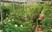 Khám phá những nhà vườn tại làng hoa Xuân Quan Khám phá những nhà vườn tại làng hoa Xuân Quan