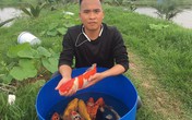 Kỹ sư bỏ lương cao về quê nuôi quốc ngư Nhật Bản Kỹ sư bỏ lương cao về quê nuôi quốc ngư Nhật Bản