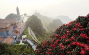 Đỗ quyên trăm tuổi đã bung nở thắm đỉnh núi Fansipan Đỗ quyên trăm tuổi đã bung nở thắm đỉnh núi Fansipan