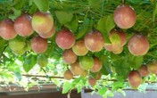 Loại quả rẻ bèo ở Việt Nam, đưa sang Trung Quốc, Ấn Độ lại trở thành "dược vương" được săn lùng Loại quả rẻ bèo ở Việt Nam, đưa sang Trung Quốc, Ấn Độ lại trở thành "dược vương" được săn lùng