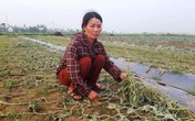 Năm sào dưa hấu chặt lìa gốc qua 1 đêm: Chị nông dân nghèo khóc nấc Năm sào dưa hấu chặt lìa gốc qua 1 đêm: Chị nông dân nghèo khóc nấc