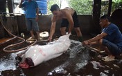 Đồng Nai: Ngang nhiên giết mổ heo dơ bẩn Đồng Nai: Ngang nhiên giết mổ heo dơ bẩn
