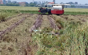 Nam Định: Đã xác định được danh tính thi thể thanh niên đang phân hủy ở đồng lúa Nam Định: Đã xác định được danh tính thi thể thanh niên đang phân hủy ở đồng lúa
