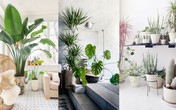 Mẹo biến cây xanh thành điểm nhấn đặc biệt trong nhà phố Mẹo biến cây xanh thành điểm nhấn đặc biệt trong nhà phố