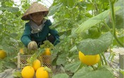Trồng vườn dưa "Nữ hoàng" vàng ruộm, 75 ngày thu lãi trăm triệu Trồng vườn dưa "Nữ hoàng" vàng ruộm, 75 ngày thu lãi trăm triệu