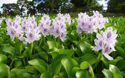 5 loại cây mọc hoang tại Việt Nam, sang nước ngoài thành 'thần dược' đắt giá 5 loại cây mọc hoang tại Việt Nam, sang nước ngoài thành 'thần dược' đắt giá