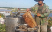 Luyện ong làm mật ngọt từ...biển mặn, thu 2-3 triệu/ngày Luyện ong làm mật ngọt từ...biển mặn, thu 2-3 triệu/ngày