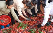 Hàng trăm chủ vựa Trung Quốc tranh mua, vải thiều Bắc Giang giá cao kỷ lục Hàng trăm chủ vựa Trung Quốc tranh mua, vải thiều Bắc Giang giá cao kỷ lục