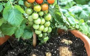 Lạ đời loại cây cà chua "đẻ" ra khoai tây, ngắm đã mắt thử ăn mới ngất ngây Lạ đời loại cây cà chua "đẻ" ra khoai tây, ngắm đã mắt thử ăn mới ngất ngây
