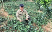 Trồng rau muống Nhật nơi heo hút, hái mớ nào thương lái khuân đi mớ đó Trồng rau muống Nhật nơi heo hút, hái mớ nào thương lái khuân đi mớ đó